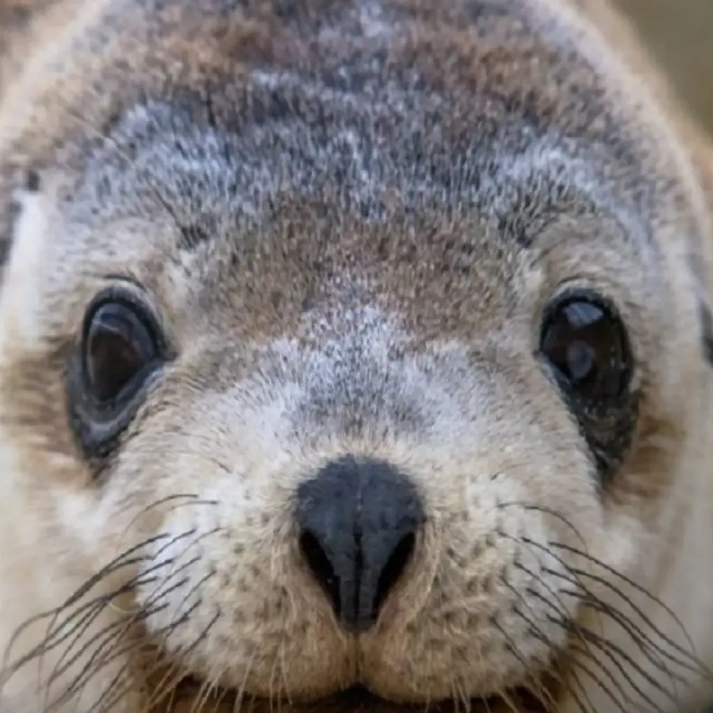 Explore 【Adelaide】6 Days Explore Kangaroo Island Sights and Adelaide Package for 6 days with Delightful Travel and discover unforgettable experiences - Photo 2