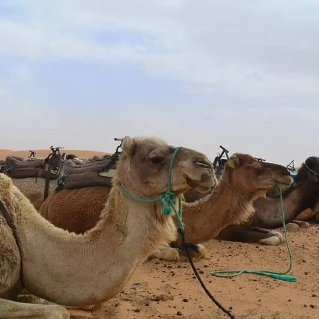 Explore 5 Days Explore the Moroccan Kasbahs, Mountains and Desert for 5 days with Desertbrise Travel and discover unforgettable experiences - Photo 2