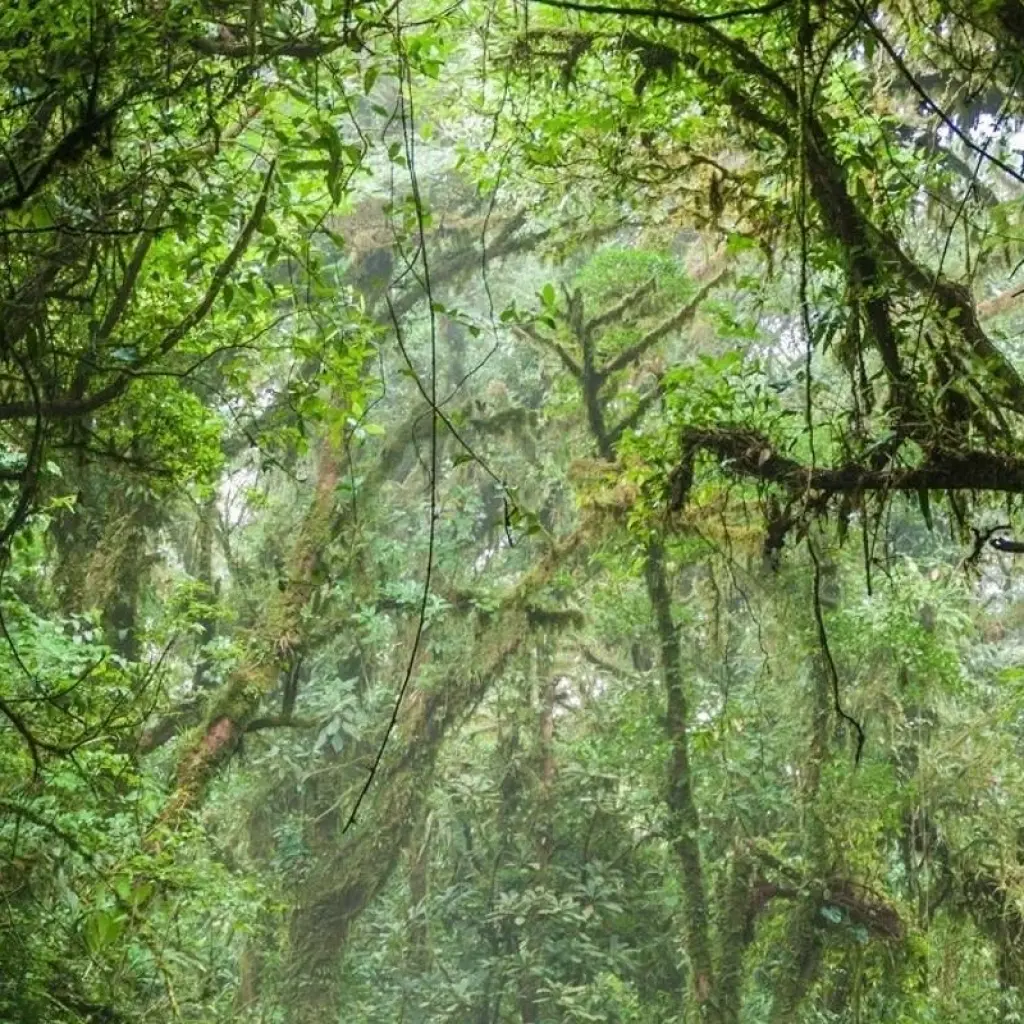 Explore Mystic Forests of Costa Rica for 8 days with Destination Services Costa Rica and discover unforgettable experiences - Photo 2