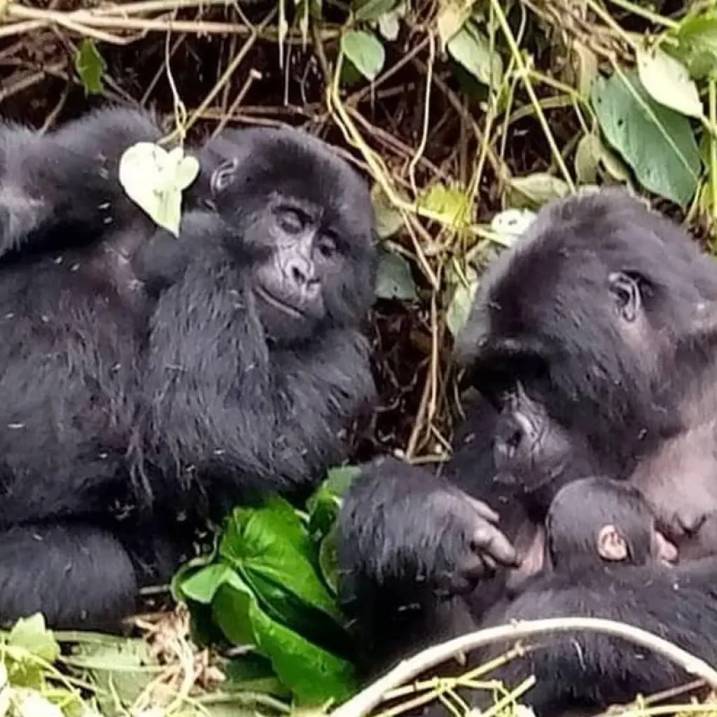 Explore Experience the Margical Gorillas in Uganda (Exclusively Private) for 1 days with Devine African Safaris Ltd and discover unforgettable experiences - Photo 2