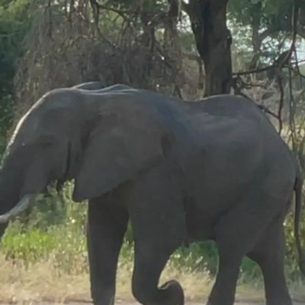 Explore Experience Kenya & Tanzania Wildlife Safari for 9 days with Devine African Safaris Ltd and discover unforgettable experiences - Photo 2