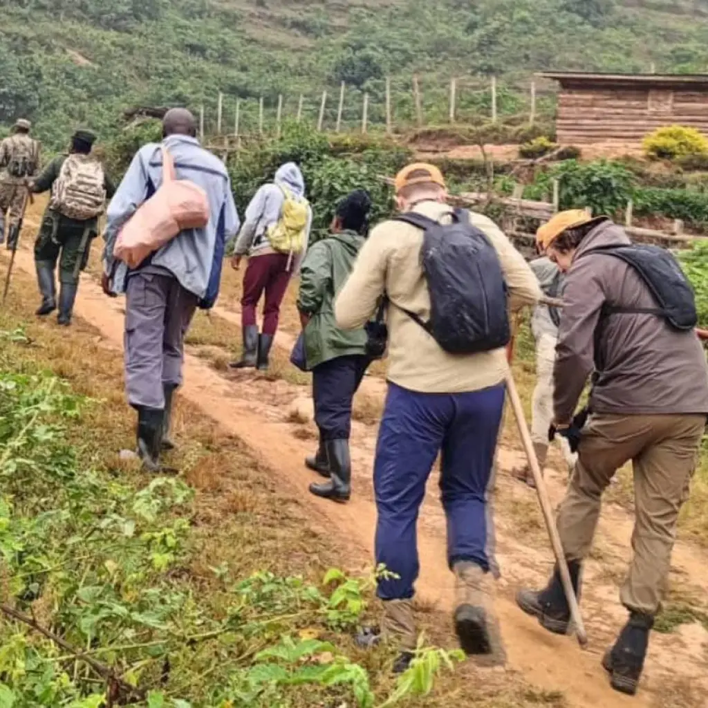Explore Expereince Rwanda Gorillas, Golden Monkeys & Chimps Tour (Exclusively Private) for 5 days with Devine African Safaris Ltd and discover unforgettable experiences - Photo 2