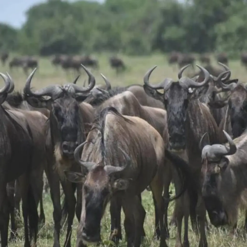 Explore Experience Tanzania Lodge Safari - Serengeti & Ngorongoro Crater for 5 days with Devine African Safaris Ltd and discover unforgettable experiences - Photo 2