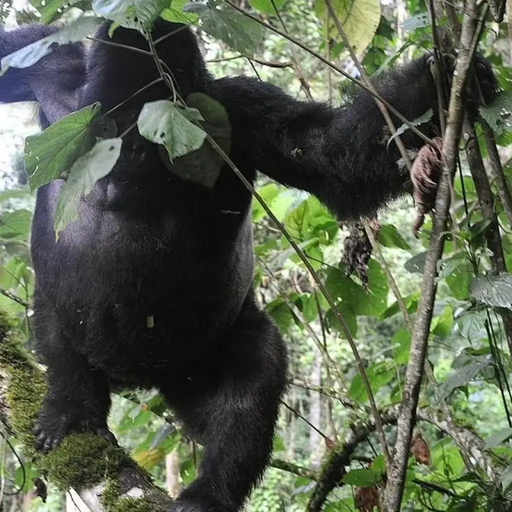 Explore Discover Uganda Gorillas, Chimps + Big 5 & Big Cats (Exclusively Private) for 10 days with Devine African Safaris Ltd and discover unforgettable experiences - Photo 2