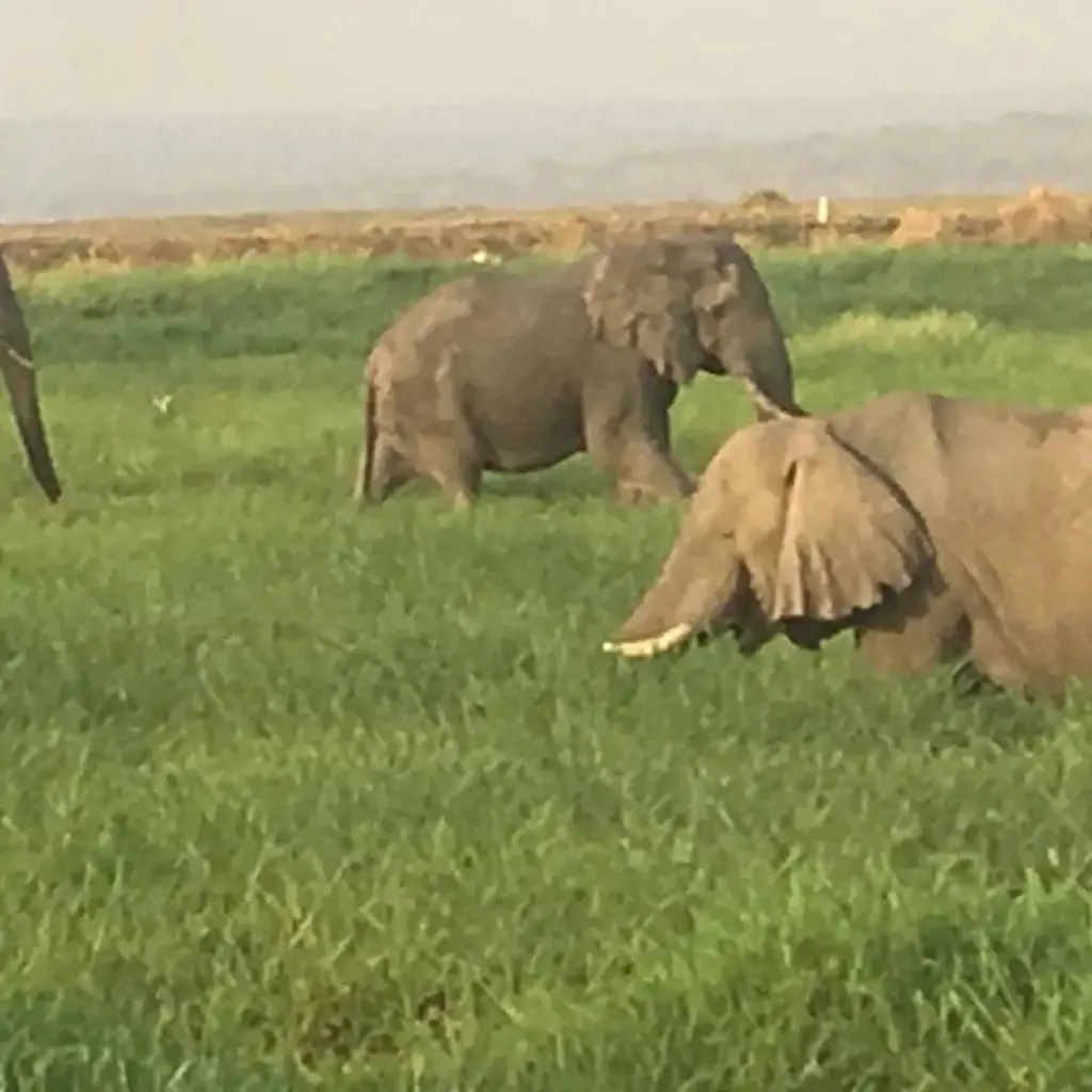 Explore Discover Murchison Falls, Queen Elizabeth NP & Lake Mburo NP Safari for 8 days with Devine African Safaris Ltd and discover unforgettable experiences - Photo 2