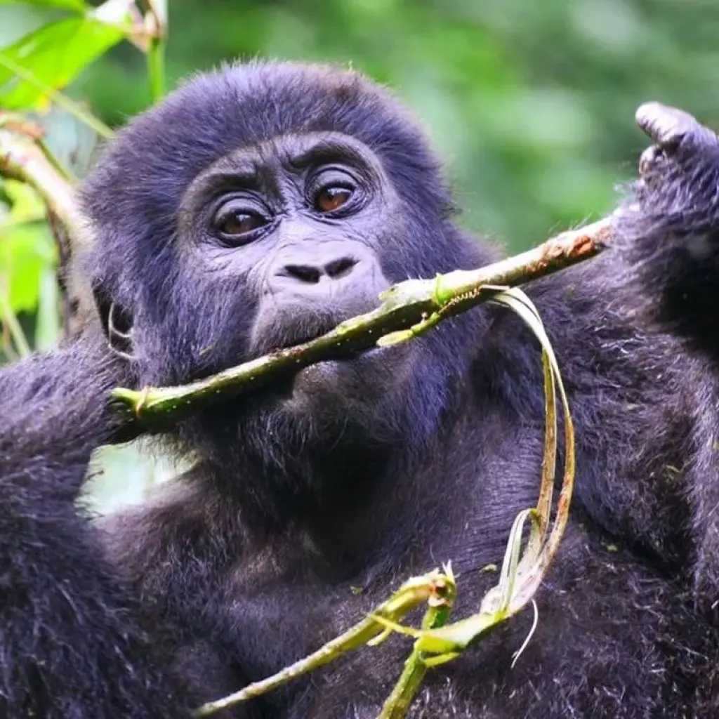 Explore Explore Uganda Gorillas, Lake Bunyonyi + Tree-Climbing Lions (Exclusively Private) for 6 days with Devine African Safaris Ltd and discover unforgettable experiences - Photo 2