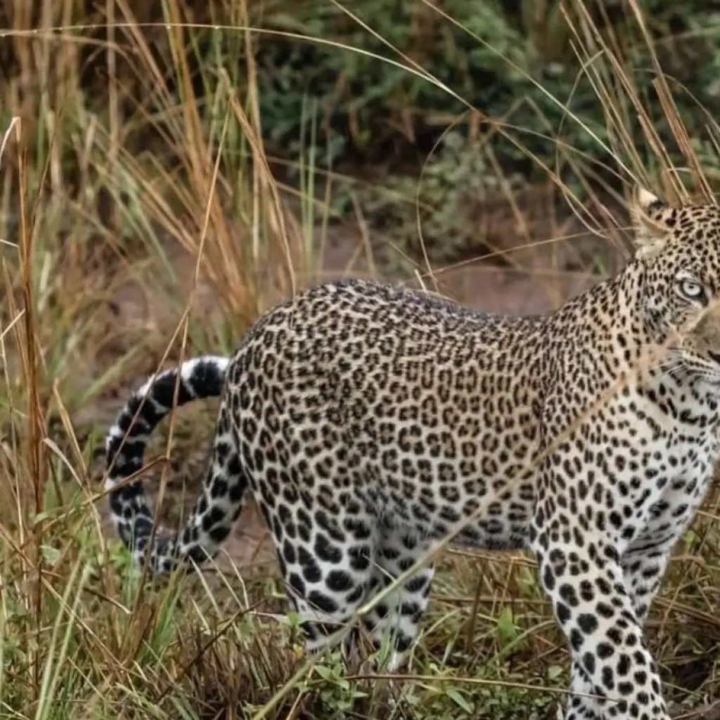 Explore Explore Uganda Murchison Falls Big 5 & Big Cats (Exclusively Private) for 3 days with Devine African Safaris Ltd and discover unforgettable experiences - Photo 2