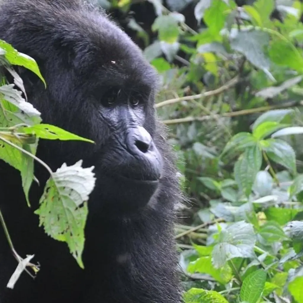 Explore Experience Uganda Gorilla trekking from Kigali (Exclusively Private) for 3 days with Devine African Safaris Ltd and discover unforgettable experiences - Photo 2