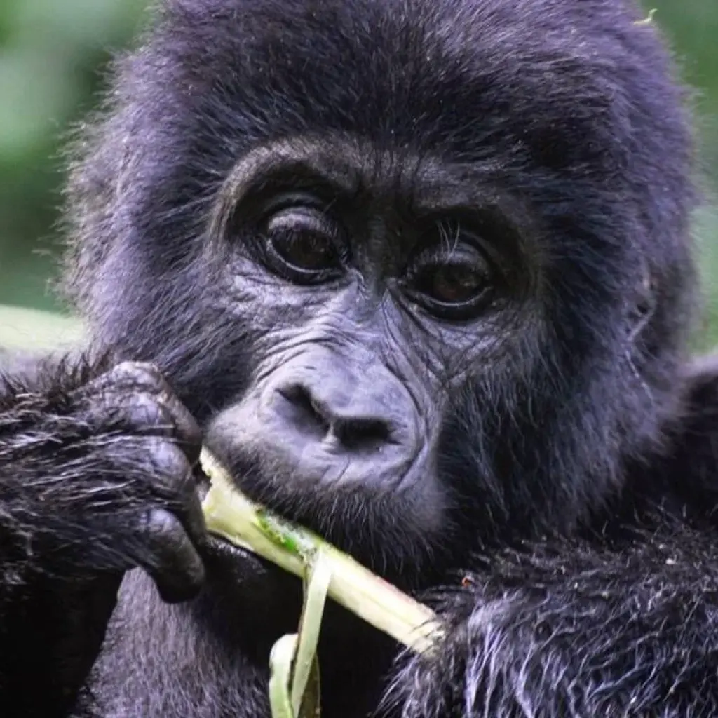 Explore Experience Rwanda Gorilla trekking tour (Exclusively Private) for 1 days with Devine African Safaris Ltd and discover unforgettable experiences - Photo 2