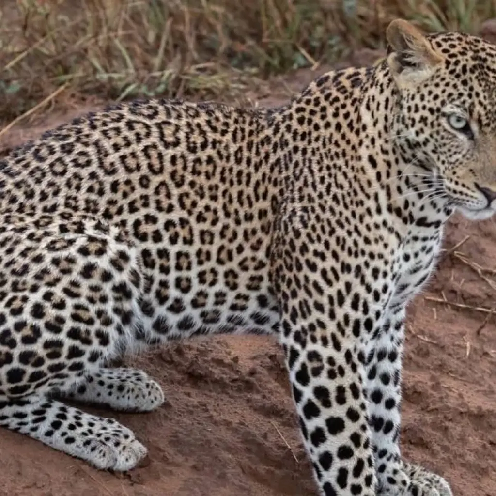 Explore Experience Uganda Gorillas, Chimps, Big 5 & Big Cats (Exclusively Private) for 5 days with Devine African Safaris Ltd and discover unforgettable experiences - Photo 2