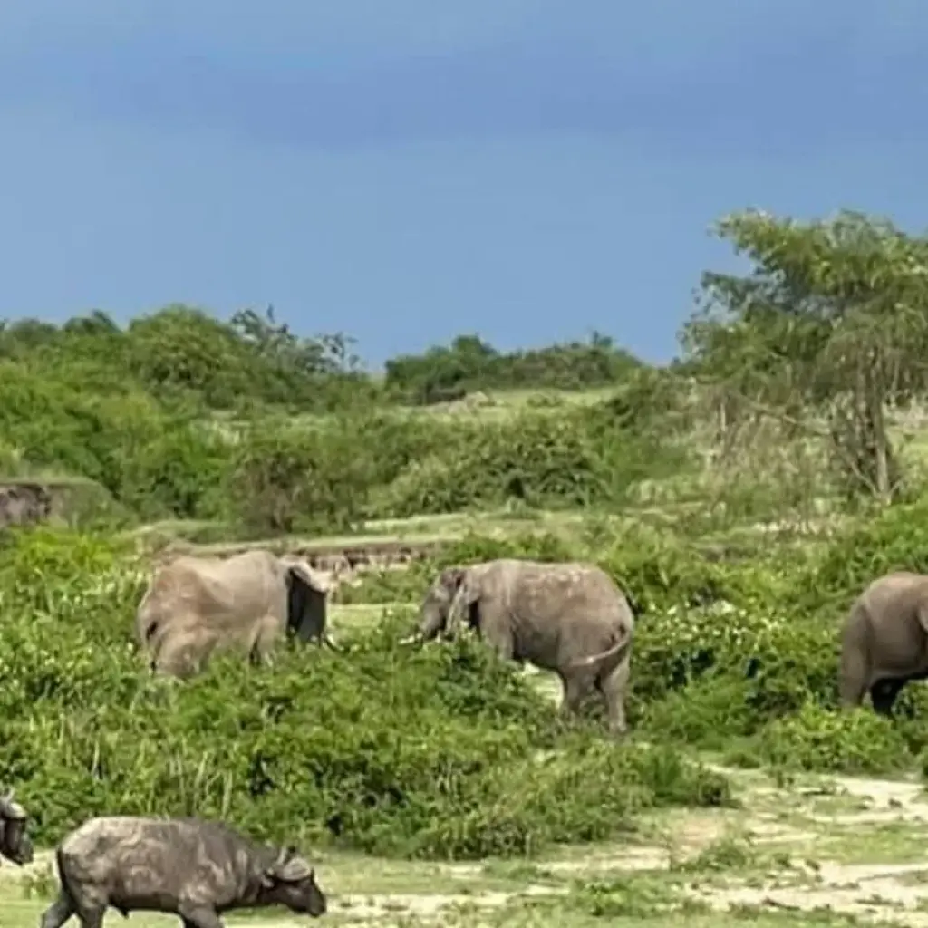 Explore Experience Uganda Gorillas, Chimps, Big 5 & Big Cats (Exclusively Private) for 6 days with Devine African Safaris Ltd and discover unforgettable experiences - Photo 2