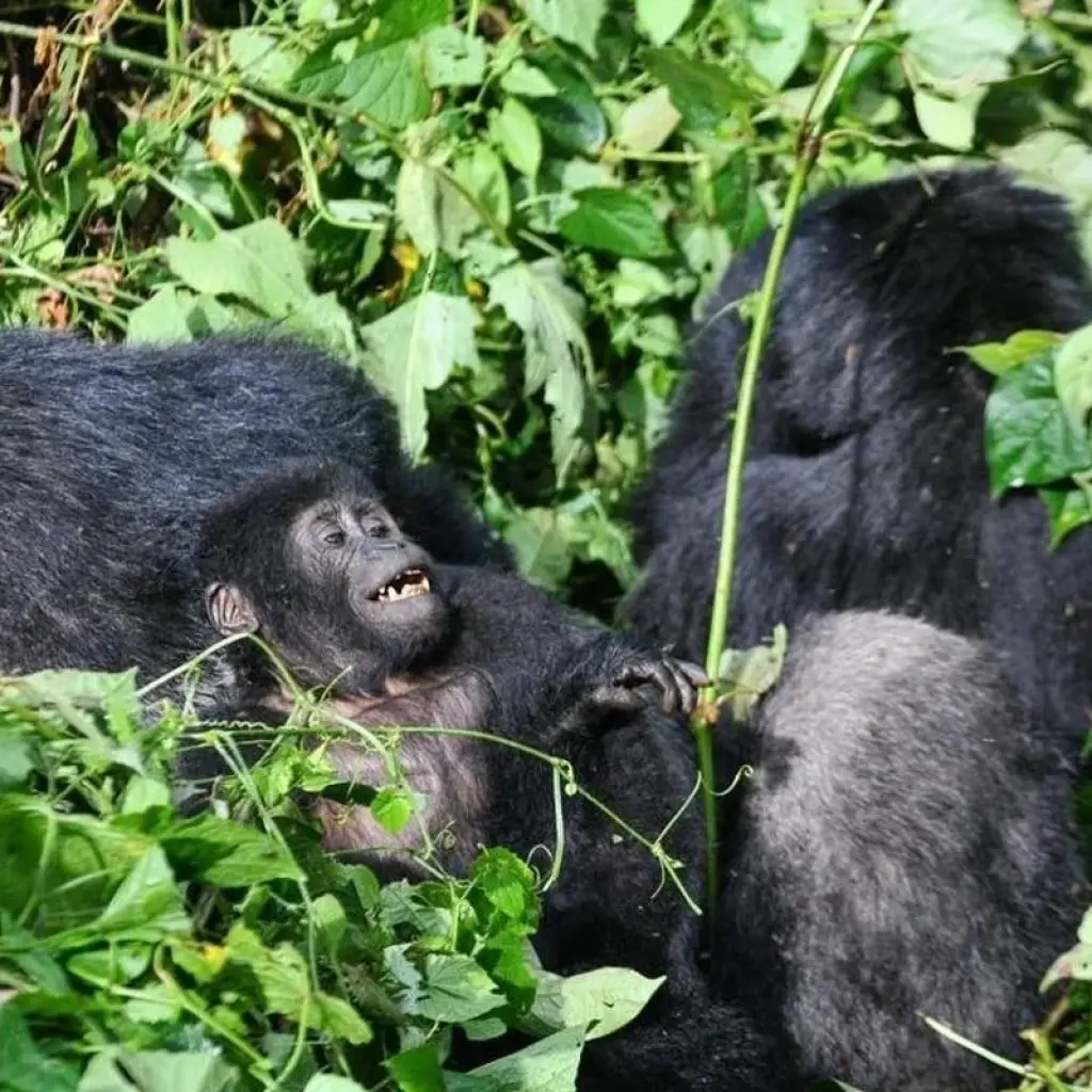 Explore Discover Rwanda Gorillas, Chimps, Dian Fossey Tour (Exclusively Private) for 8 days with Devine African Safaris Ltd and discover unforgettable experiences - Photo 2