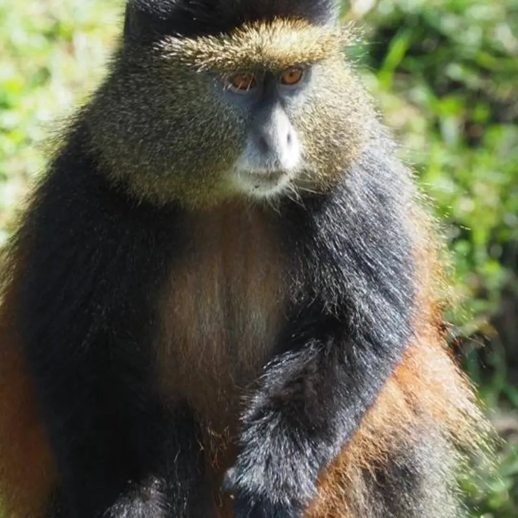 Explore 5 Days Rwanda Golden monkeys, Big 5 & Big Cats Safari (Exclusively Private) for 5 days with Devine African Safaris Ltd and discover unforgettable experiences - Photo 2