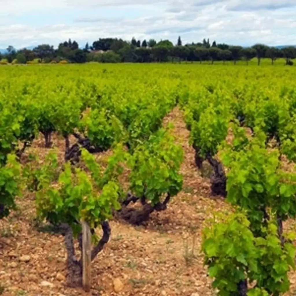 Explore Best Of Provence for 7 days with Discover France Adventures and discover unforgettable experiences - Photo 2