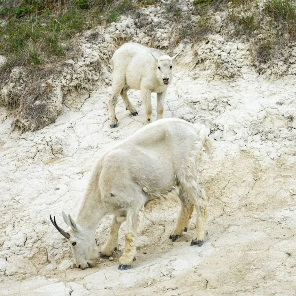Explore Rockies Western Canada Iconic Sites: 8-Day Tour for 8 days with Discover Canada Tours and discover unforgettable experiences - Photo 2