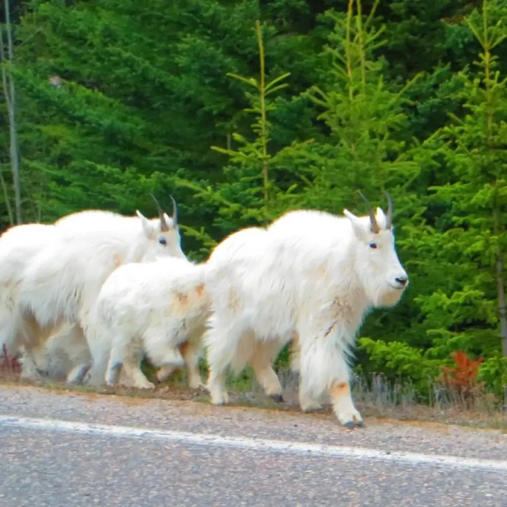 Explore Rockies Premium Tour from Vancouver for 5 days with Discover Canada Tours and discover unforgettable experiences - Photo 3