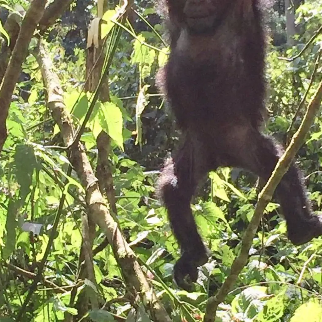 Explore Uganda - Gorilla Conservation Adventure for 10 days with Discover Corps and discover unforgettable experiences - Photo 2