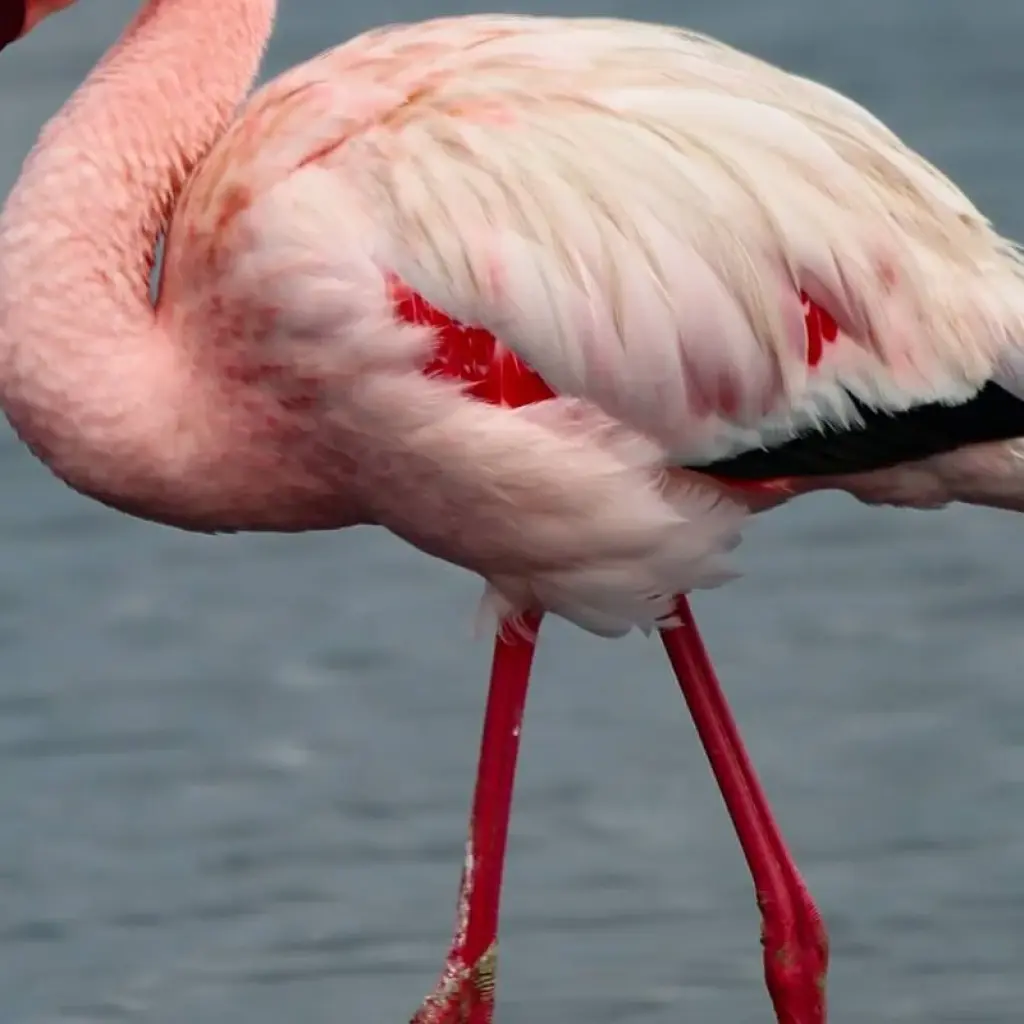 Explore 5-Days Sossusvlei, Swakopmund and Etosha NP Lodging for 5 days with Discovery Transfers and Tours and discover unforgettable experiences - Photo 2