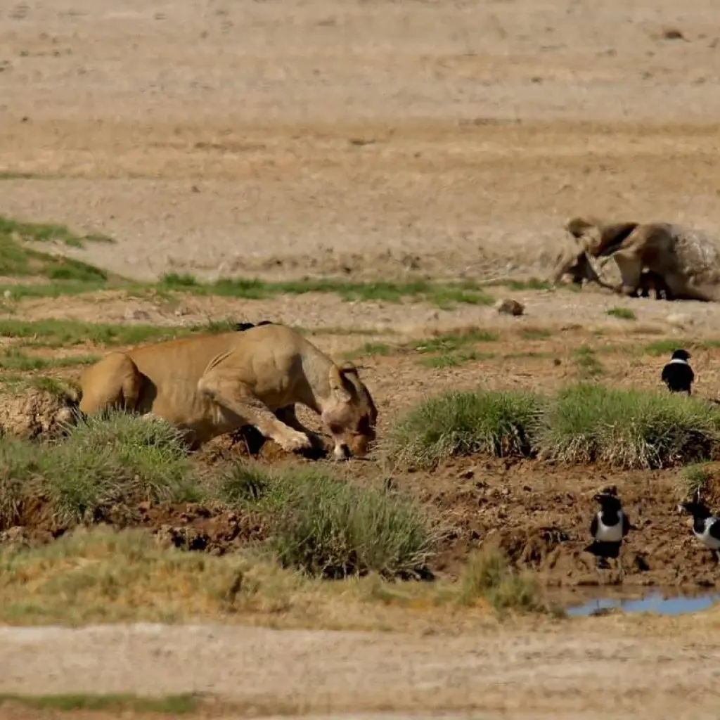 Explore 6 Days Sossusvlei, Swakopmund and Etosha National Park Lodging for 6 days with Discovery Transfers and Tours and discover unforgettable experiences - Photo 2