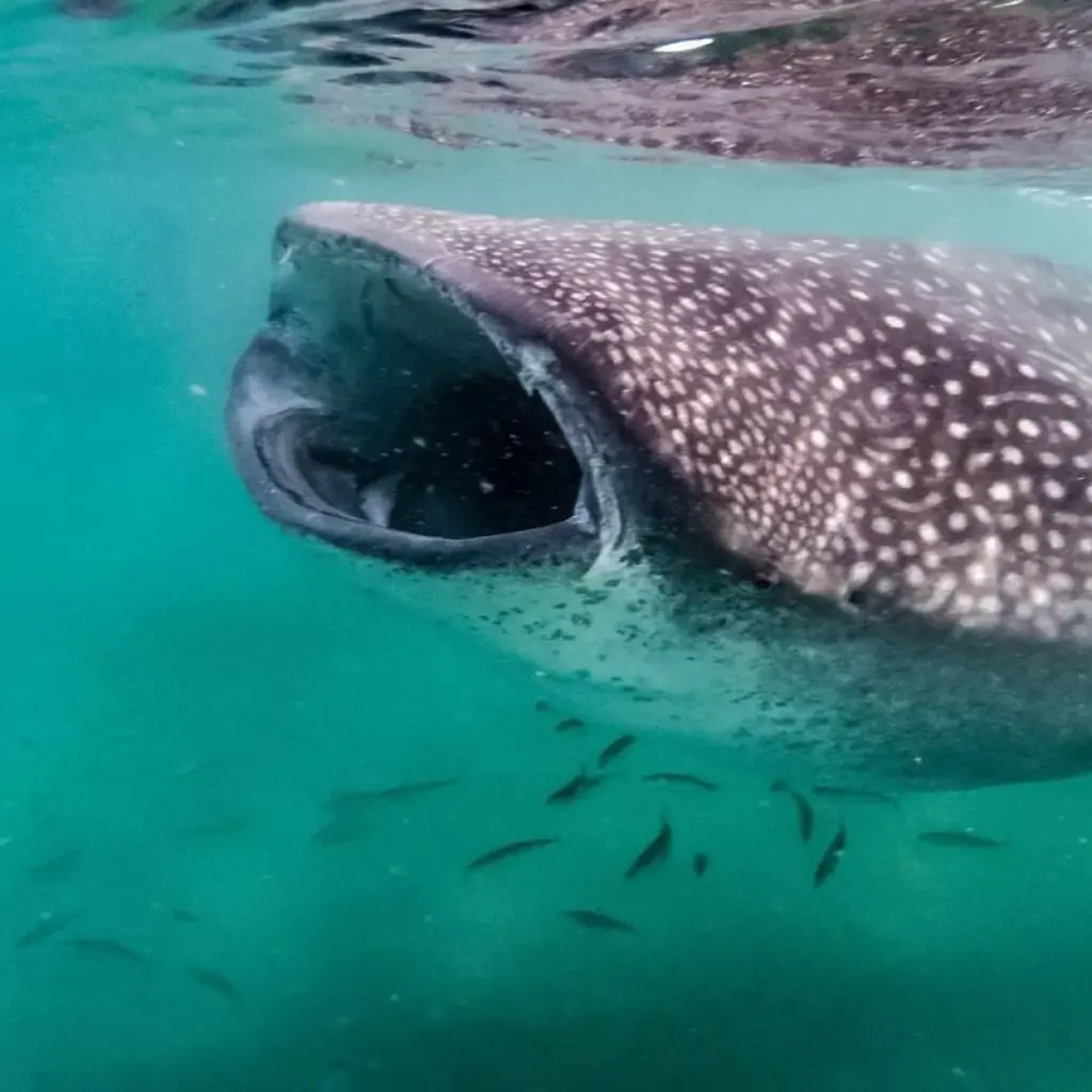 Explore 13 Days Philippines Explorer with Boracay for 13 days with Do You Travel and discover unforgettable experiences - Photo 2