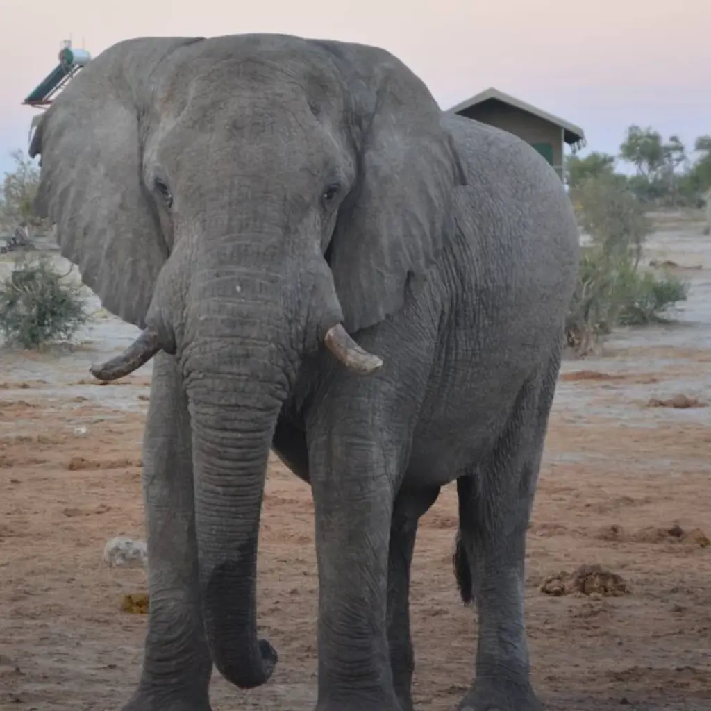 Explore 16 DAY - BOTSWANA OVERLAND TOUR / ACCOMMODATED for 16 days with Drifters Adventure Tours and discover unforgettable experiences - Photo 2