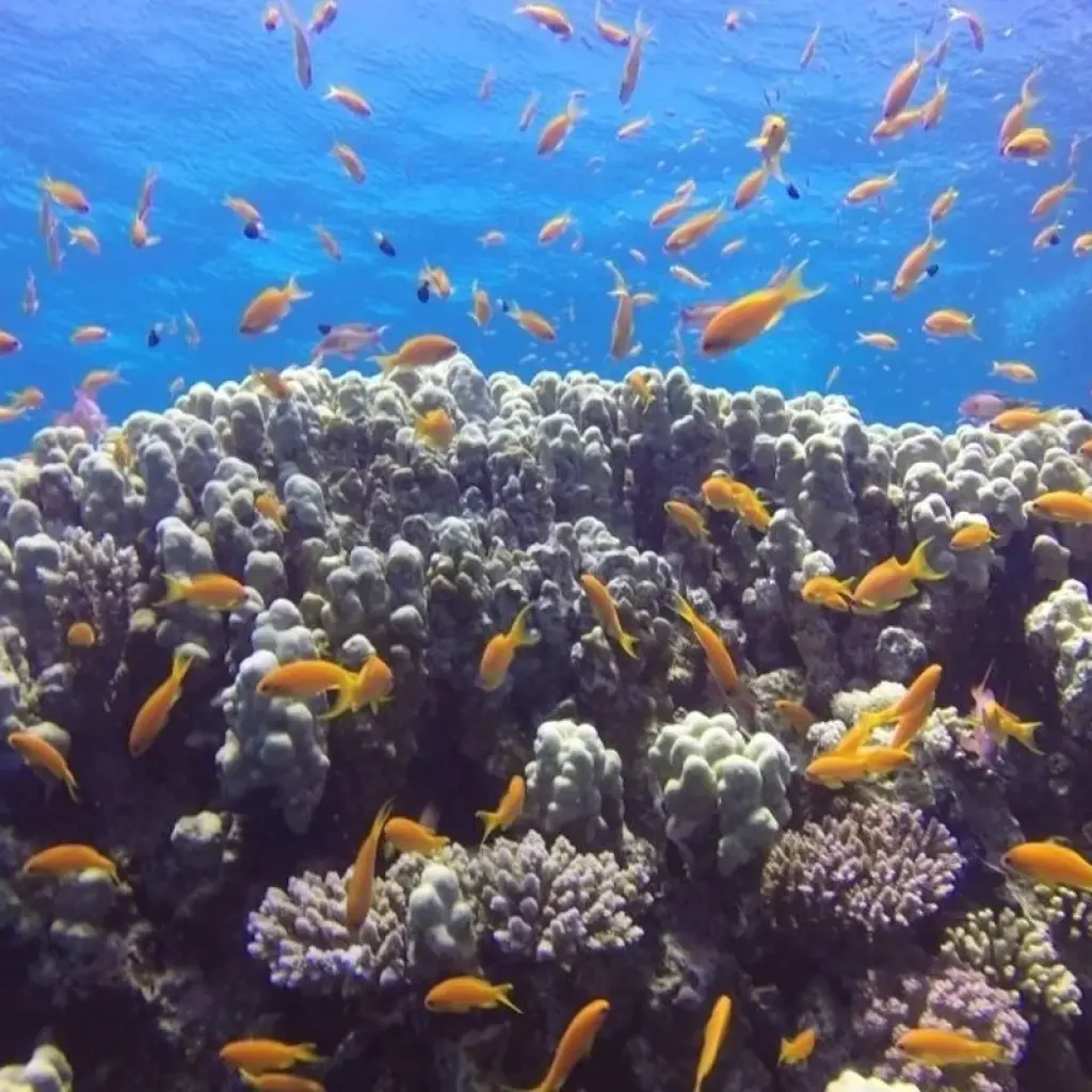 Explore "Luxury & Love: 5-Night Honeymoon Dream in Red Sea Sharm El Sheikh/ Egypt " for 6 days with ETL Travel and discover unforgettable experiences - Photo 2