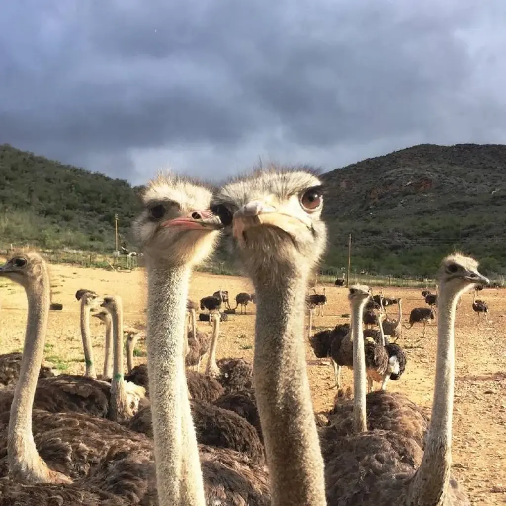 Explore 5-Day Group Garden Route & Addo Adventure Tour (one-way) for 5 days with Earthstompers Adventures and discover unforgettable experiences - Photo 2