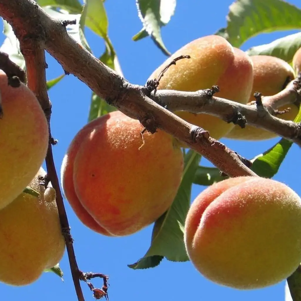 Explore Uzbekistan Tour for 10 days with East Site Inc and discover unforgettable experiences - Photo 2