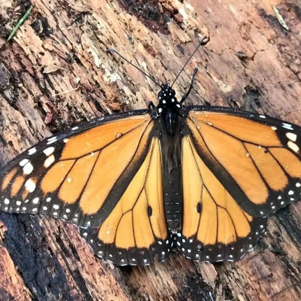 Explore Monarch Butterfly Tour in Mexico for 7 days with Eco Travel Mexico and discover unforgettable experiences - Photo 2