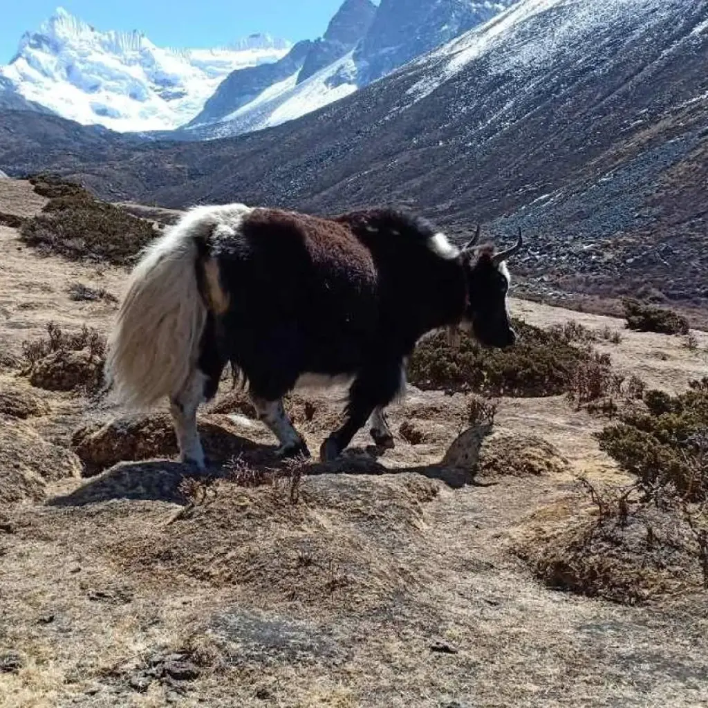 Explore Everest Base Camp Trek with Helicopter Return 2024/2025/2026 for 10 days with Eco Holidays Nepal and discover unforgettable experiences - Photo 2