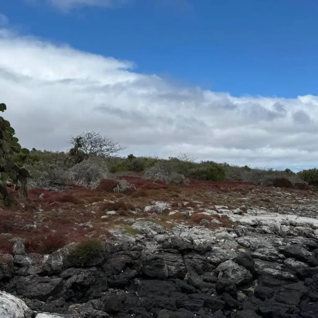 Explore Discovering the Enchanting Galapagos Islands for 4 days with Ecuador Wonders and discover unforgettable experiences - Photo 2