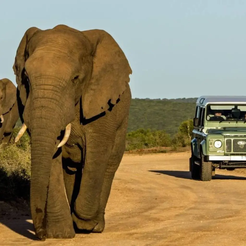 Explore The Garden Route - 8 days for 8 days with Encounters Travel and discover unforgettable experiences - Photo 2