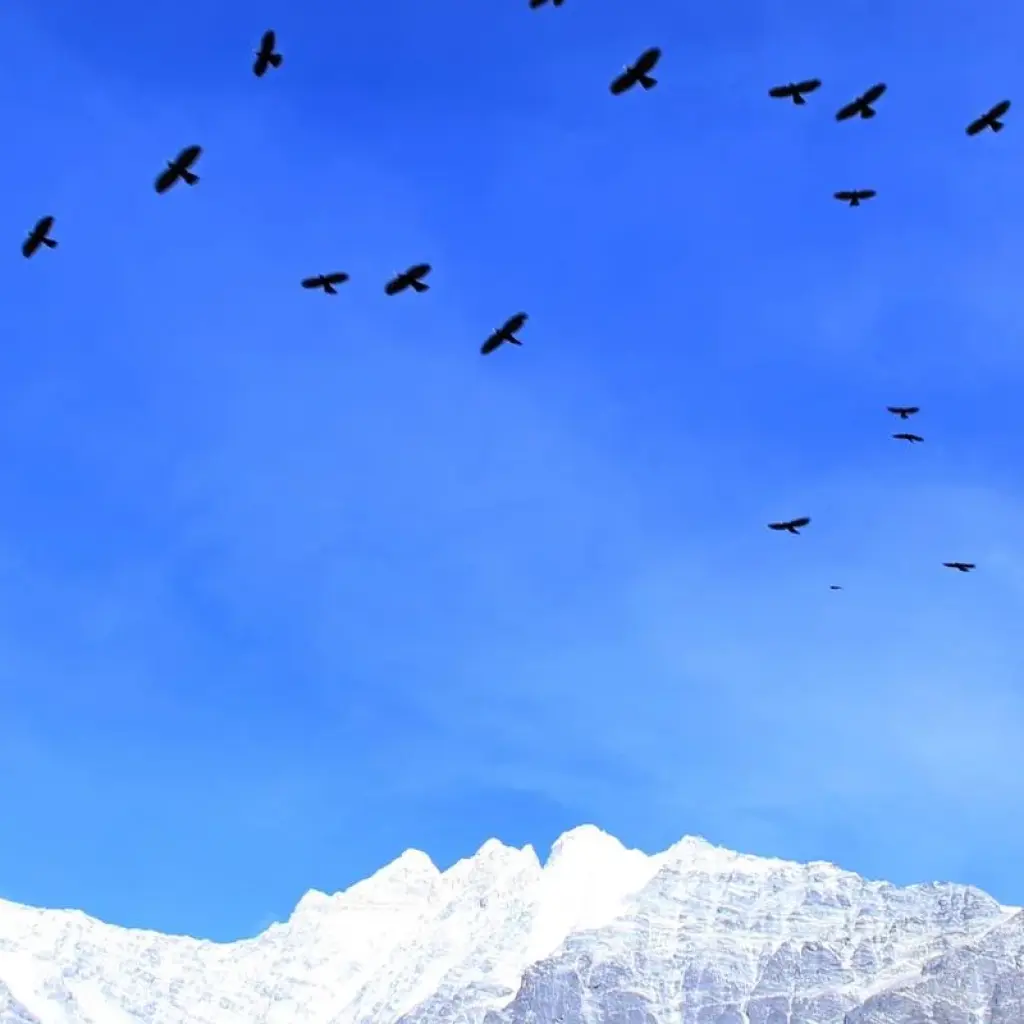 Explore Langtang Gosainkunda Chisopani Trek for 15 days with Escape Himalaya Trek and discover unforgettable experiences - Photo 2