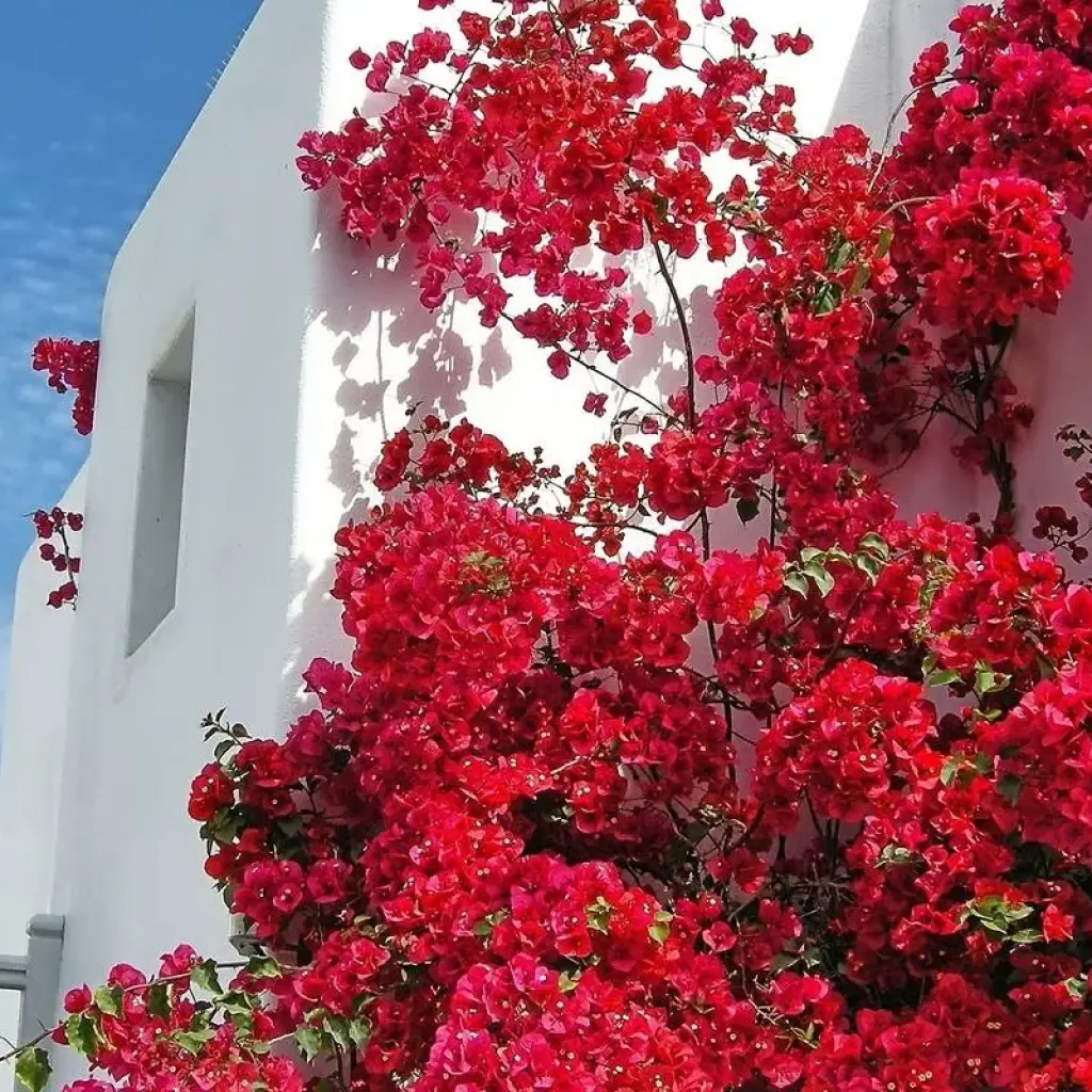 Explore Cycladic Explorer: Athens - Mykonos - Santorini( or Paros) for 10 days with Eskapas and discover unforgettable experiences - Photo 2