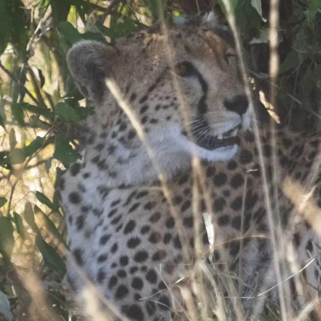 Explore 03 Days  Kenya  Migration Lodge  Tour for 3 days with Exciting Africa Holidays and discover unforgettable experiences - Photo 2