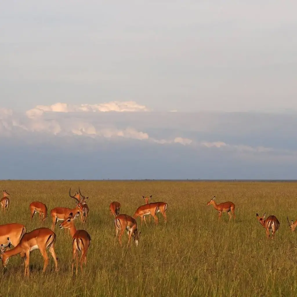 Explore 07 Days Kenya Lodge Safari to  Masai Mara - Nakuru - Samburu for 7 days with Exciting Africa Holidays and discover unforgettable experiences - Photo 3