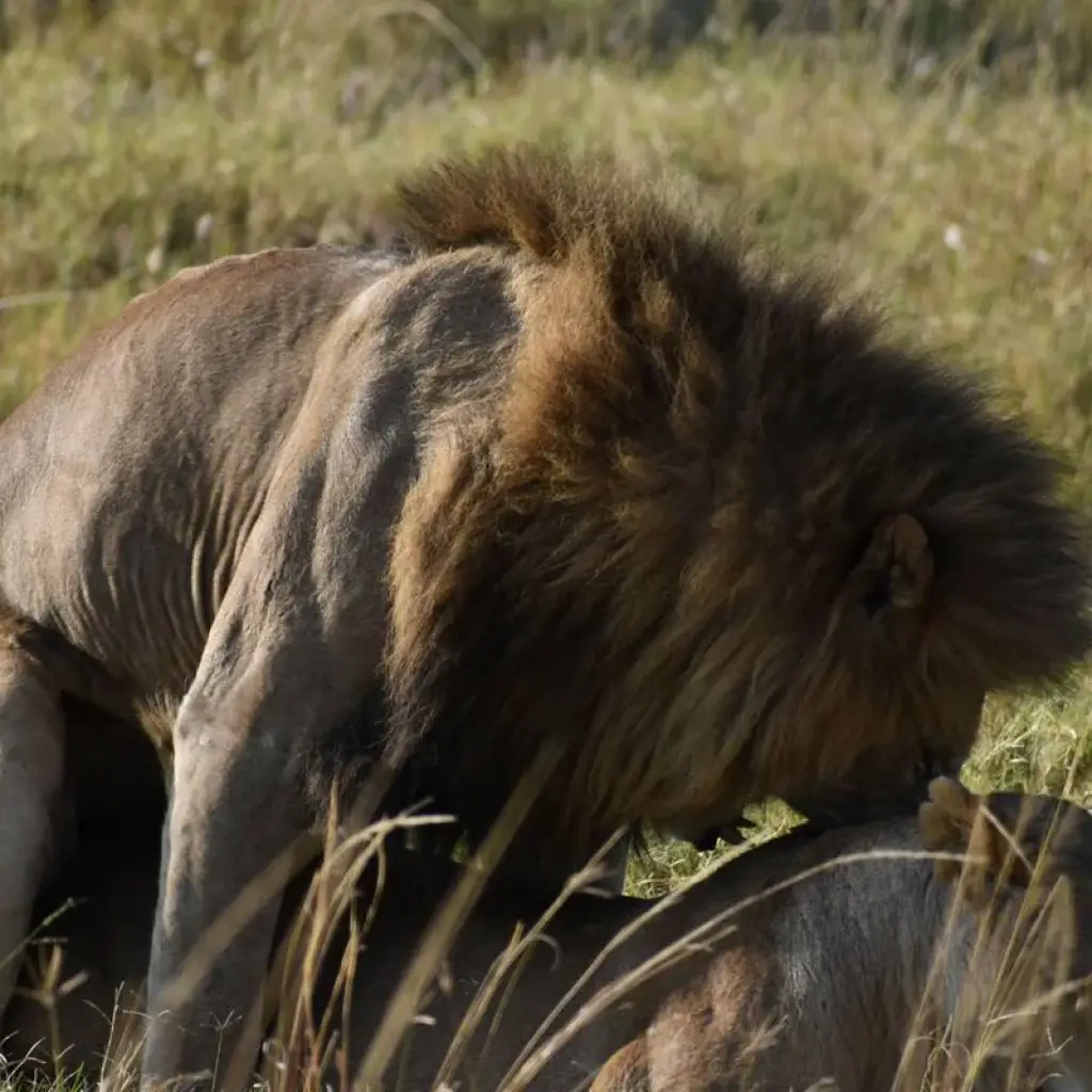Explore 8 Days Kenya  Lodge Safari  To Samburu - Aberdare - Nakuru and Masai Mara for 8 days with Exciting Africa Holidays and discover unforgettable experiences - Photo 2