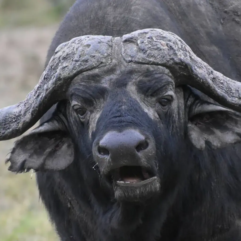 Explore 03 Days Kenya Lodge Safari to  Samburu National Reserve for 3 days with Exciting Africa Holidays and discover unforgettable experiences - Photo 2