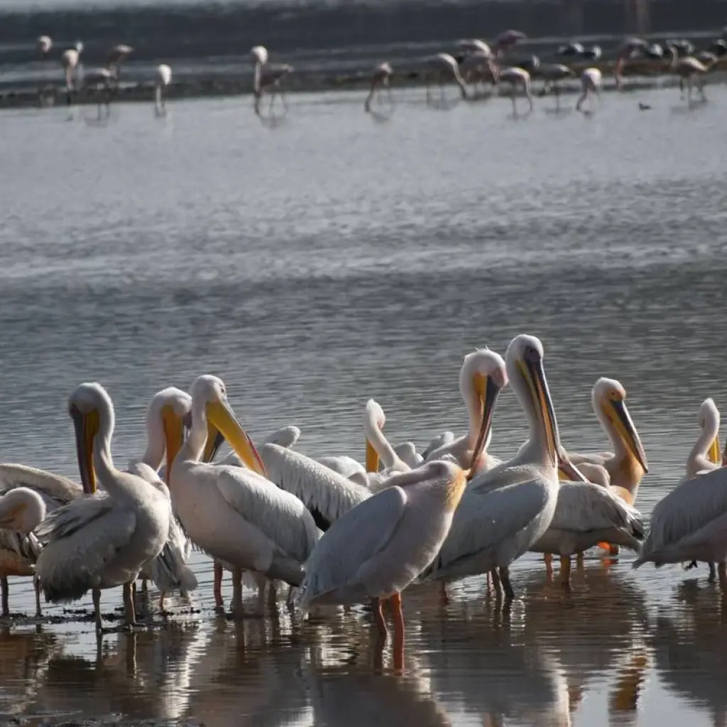 Explore 4-Day Kenya Lodge Safari to  Amboseli , Tsavo West & East Parks for 4 days with Exciting Africa Holidays and discover unforgettable experiences - Photo 2