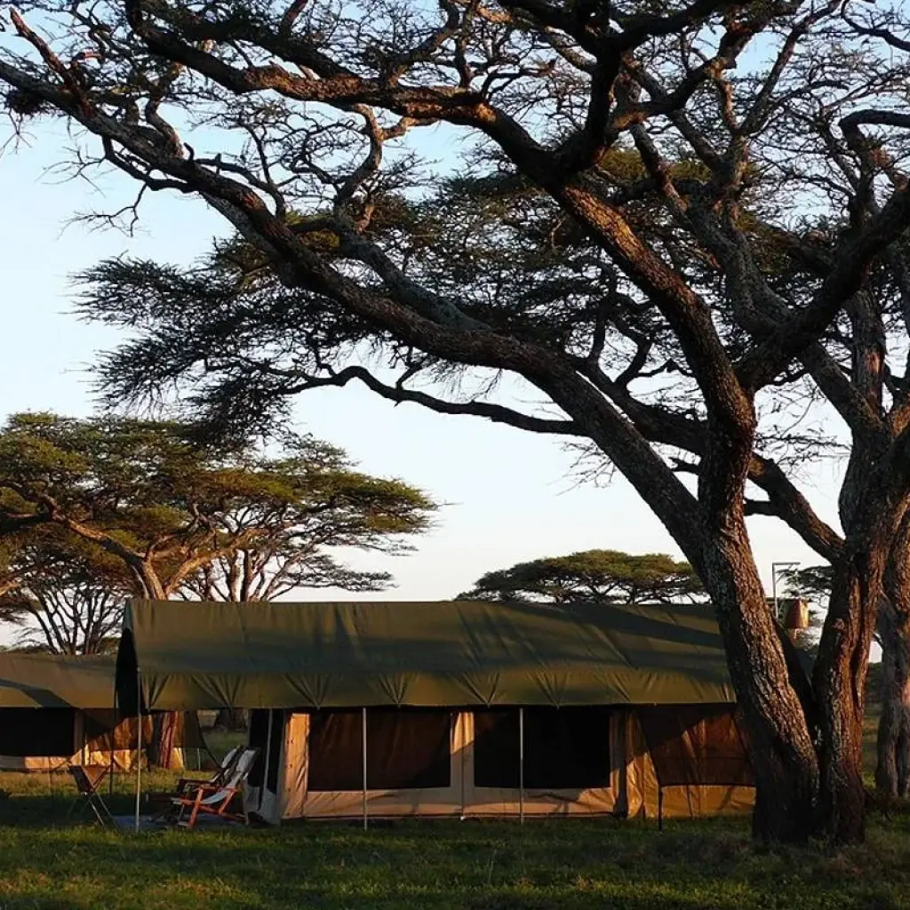 Explore 5 Days Marangu Route on Kilimanjaro (Coca- Cola route) for 5 days with Exodus African Safari and discover unforgettable experiences - Photo 2