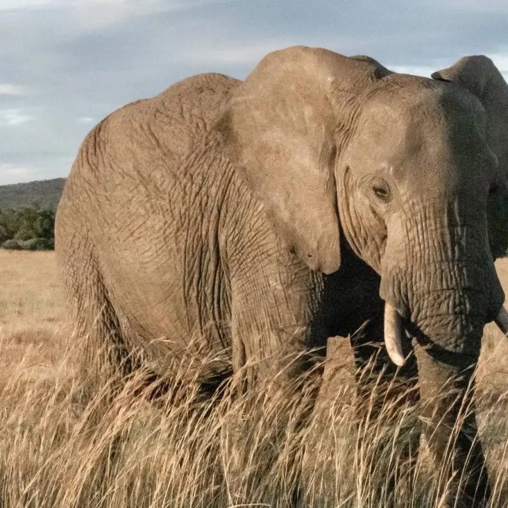 Explore 4 Days Tanzania Private Camping Safari for 4 days with Exodus African Safari and discover unforgettable experiences - Photo 2