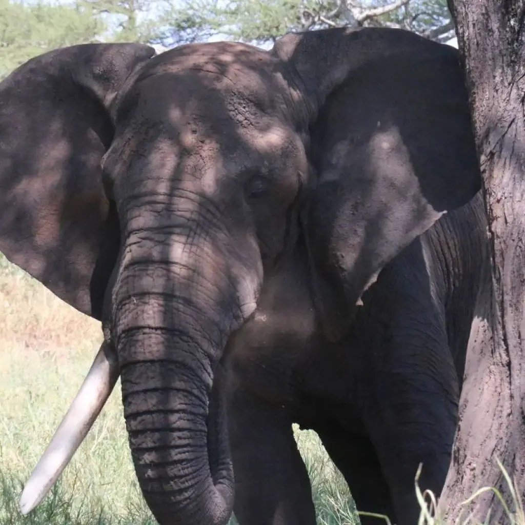 Explore 6 Days - Highlights of Tanzania Safari Adventure for 6 days with Exodus African Safari and discover unforgettable experiences - Photo 2