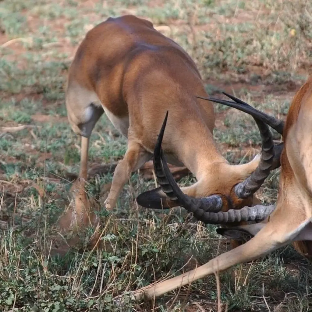 Explore 6 Day Great Migration Safari Serengeti/Ndutu Area for 6 days with Exodus African Safari and discover unforgettable experiences - Photo 2