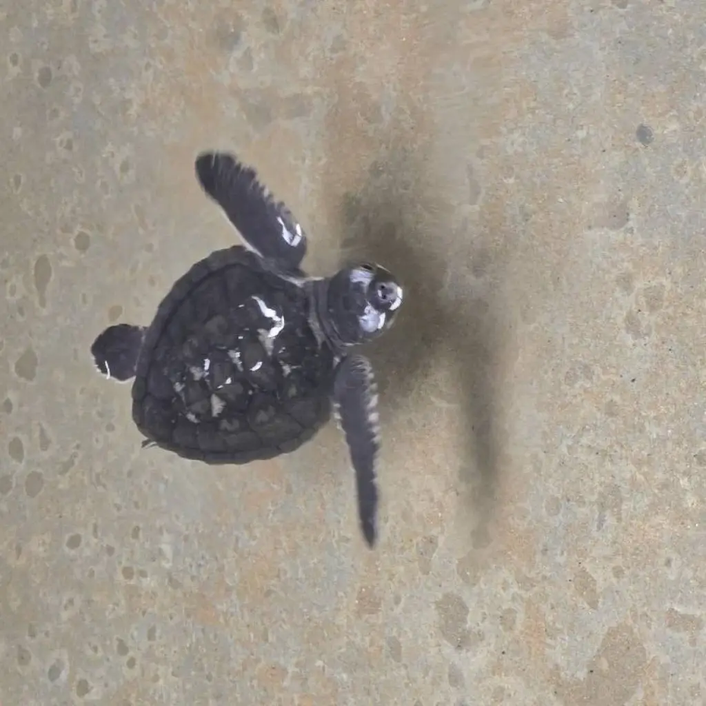 Explore Sri Lanka in a Snapshot for 7 days with Exotic Perla and discover unforgettable experiences - Photo 2