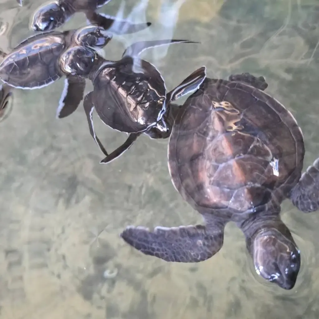 Explore Majestic Encounters in Sri Lanka for 9 days with Exotic Perla and discover unforgettable experiences - Photo 2