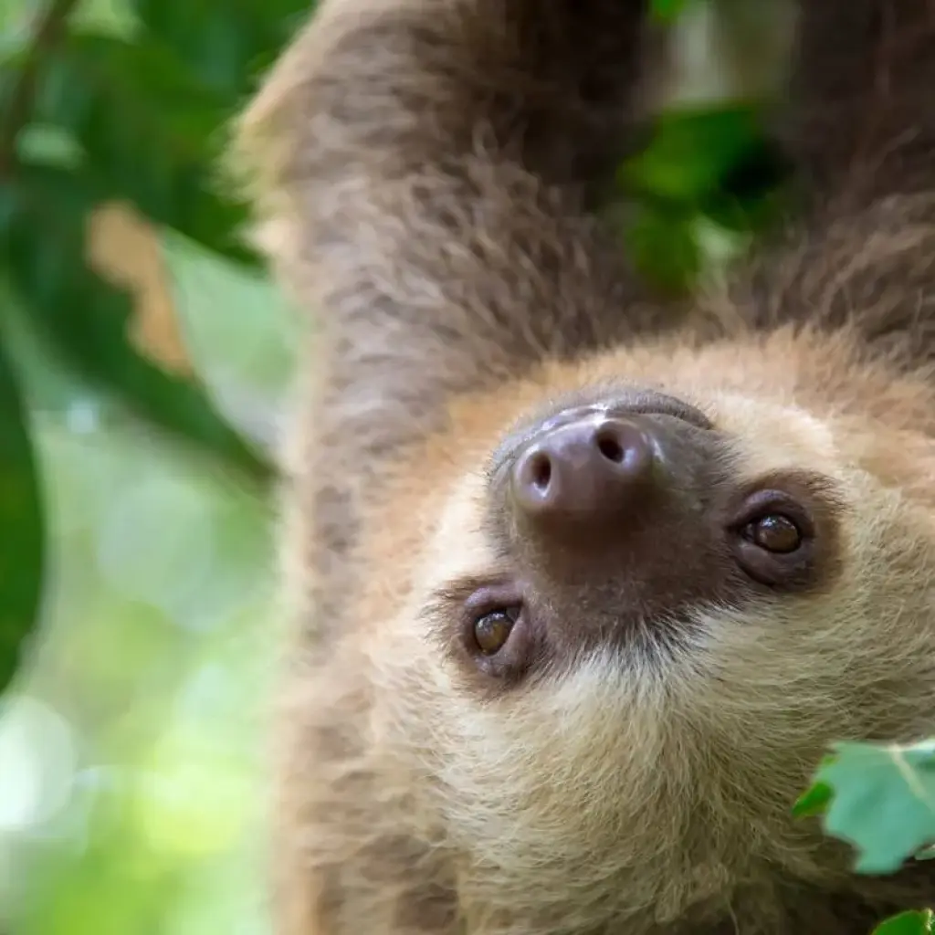 Explore Costa Rica's Coastal Secrets for 15 days with Exodus Adventure Travels and discover unforgettable experiences - Photo 2