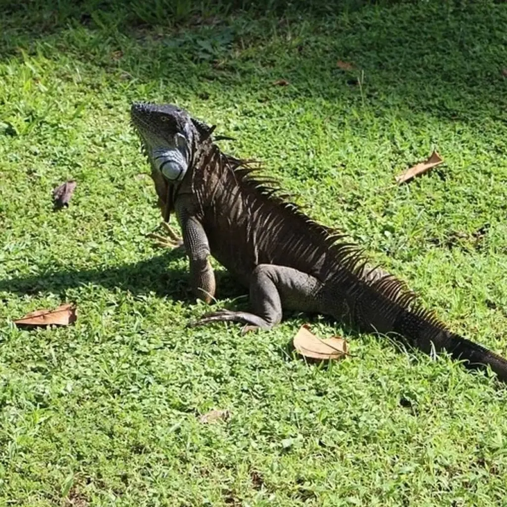 Explore Costa Rica Family Escape for 8 days with Exodus Adventure Travels and discover unforgettable experiences - Photo 2