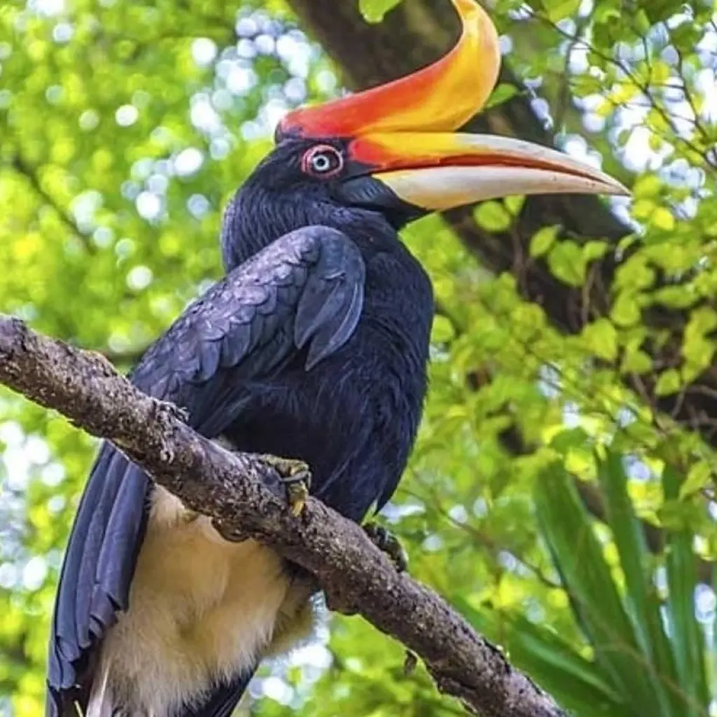 Explore Borneo Wildlife Discoverer for 15 days with Exodus Adventure Travels and discover unforgettable experiences - Photo 2