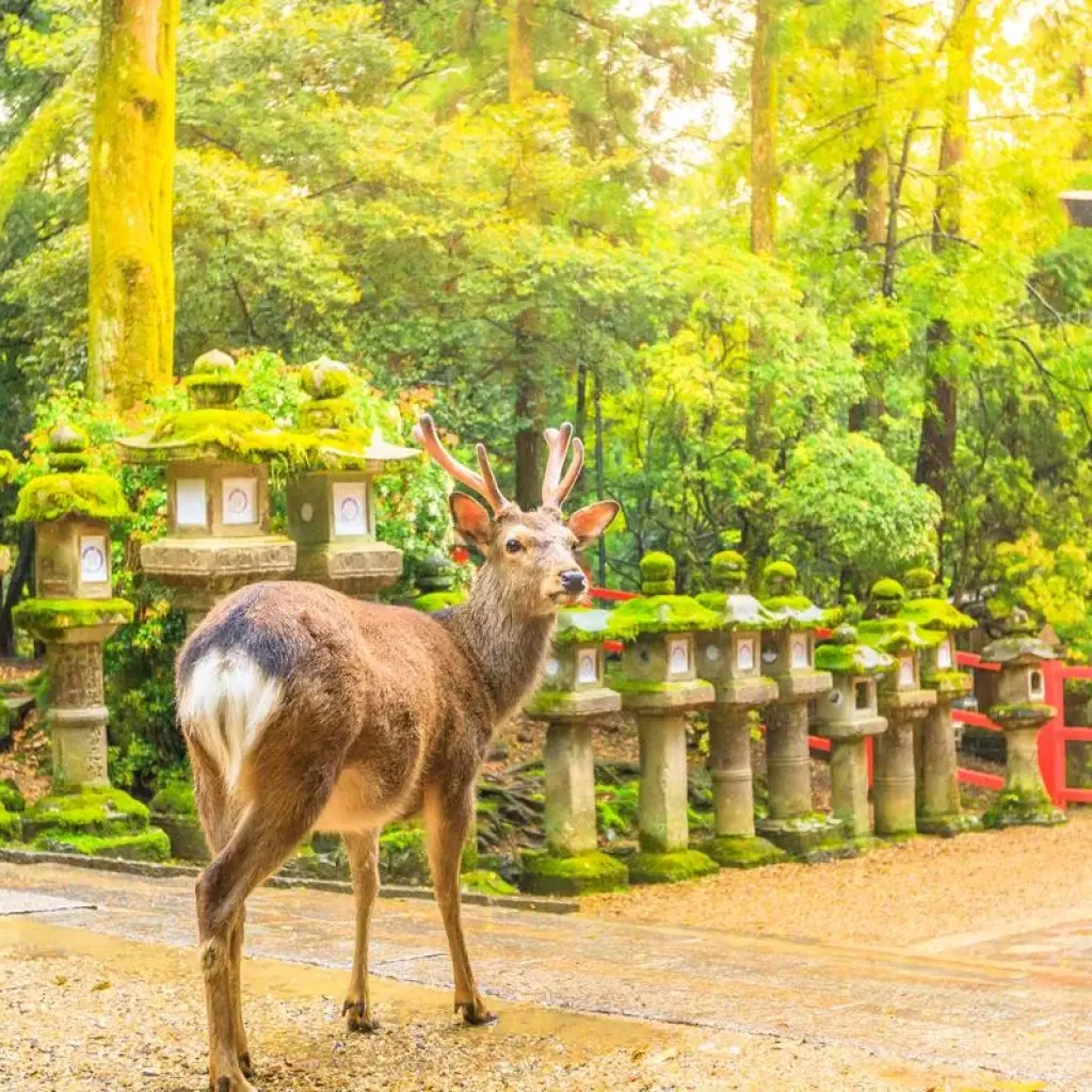 Explore Walk the Nakasendo Trail for 11 days with Exodus Adventure Travels and discover unforgettable experiences - Photo 2