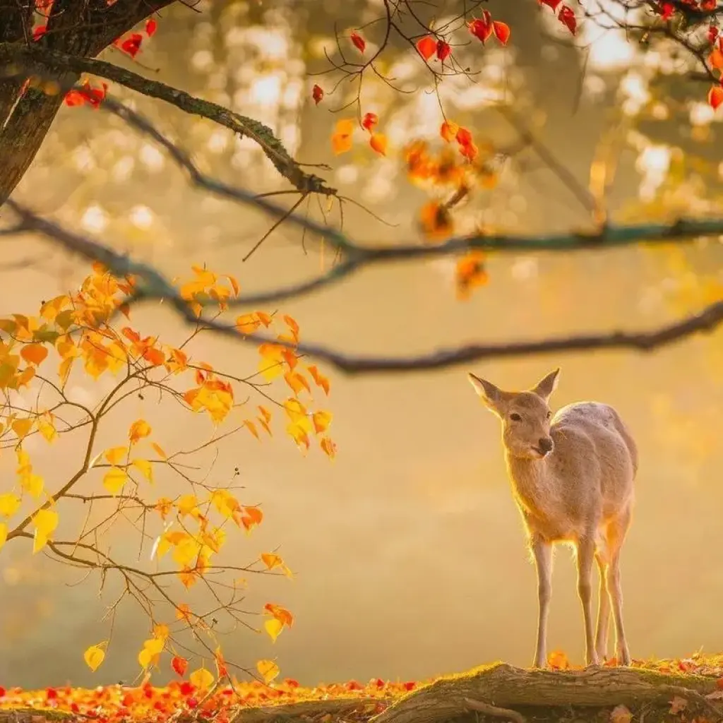 Explore Japan Cultural  Highlights for 15 days with Expeditions Gateways and discover unforgettable experiences - Photo 2